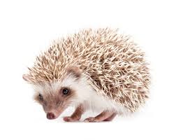 Mittlerweile gibt es aber auch in anderen sportarten ultrà gruppen, die in der regel den kern der jeweiligen fanschar stellen.… … Afrikanische Weissbauchigel Einen Igel Als Haustier Zooplus