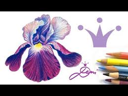 Iris Zeichnen Schwertlilie Malen How To Draw A Flower Blume Malen Youtube Schwertlilie Blumen Malen Zeichenvorlagen