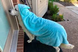 +44 (0) 20 7589 5998. 22 Father S Day Gifts For Pet Dads