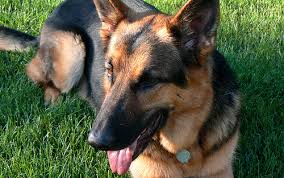 These german shepherd puppies located in wisconsin come from different cities, including, ripon, appleton. American German Shepherd Clubs Petswelcome Com