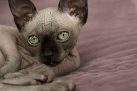 The sphynx is of medium size. Sphynx Cat Breed Facts And Personality Traits Hill S Pet