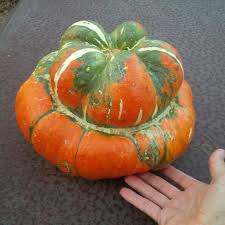 Sliced cut a slice (if necessary) from stem end of squash so it will stand upright. Growing Turban Squash Gardenerd
