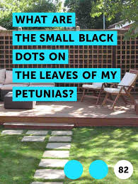 Learn What Are The Small Black Dots On The Leaves Of My Petunias How To Guides Tips And Tricks Septic Mound Landscaping Mound Septic System Above Ground Septic Tank