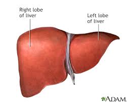 Check out our liver diagram selection for the very best in unique or custom, handmade pieces from our shops. Alcoholic Liver Disease Information Mount Sinai New York