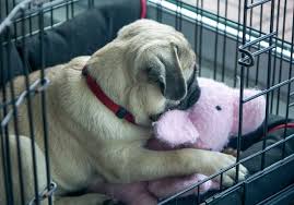 Here is my advice on how to crate train your puppy at night and how to stop your puppy from crying at night. Is It Cruel To Crate A Dog At Night Patchpuppy Com