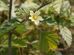 Image result for Malvastrum coromandelianum