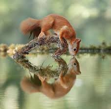 nill s pins adli kullanicinin nature panosundaki pin