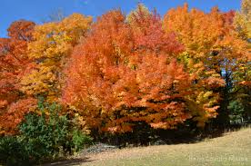 Join the home depot garden club. Considering Ways To Spruce Up Our Outdoor Space The Home Depot Garden Club Digin Finding Zest