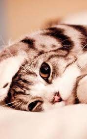 Wallpaper Keren Kucing Lucu Wallpaper Hp Wallpaper Keren Wallpaper 3d Gambar Animasi Screensaver 1600x973 Gambar Kucin Anak Kucing Gemas Kucing Lucu Kucing