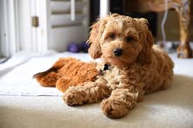 We did not find results for: New Standard Tenancy Agreement To Help Renters With Well Behaved Pets Gov Uk