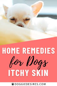 Home Remedies For Dogs Dry Itchy Skin In 2020 Sick Dog Dog Care Cool Dog Beds