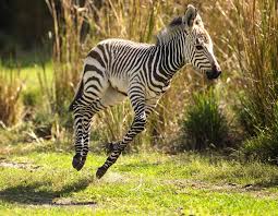 Where are zebras generally found? Photos Adorable Baby Sitatunga Antelope And Hartmann S Mountain Zebra Join The Herd At Disney S Animal Kingdom Lodge Wdw News Today