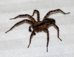 Pest control service dhaka bangladesh cockroaches control service termite control service rodent control mosquito control bed bug rodent control services. Spider Control Brown Recluse Hobo Yellow Sac Black Widow