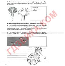 рабочая тетрадь по русскому языку 2 класс 1 часть кузнецова Risunki Po Obshestvoznaniyu 7 Klass Avtor Bogolyubov Castlevania Lord Of Shadow Workbook Face Recognition