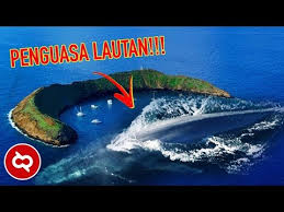 Maybe you would like to learn more about one of these? Hewan Laut Berbahaya Di Dunia Coin Crypto News