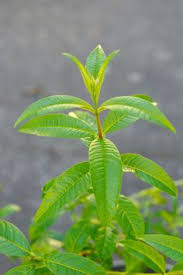 Shop organic lemon verbena at mountain rose herbs. Lemon Verbena Sidrunaloisia Aloysia Triphylla