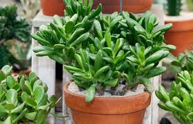 Tanaman kaktus seringkali menjadi tanaman hias favorit untuk di dalam ruangan. 10 Tanaman Hias Indoor Untuk Luasan Rumah Mungil