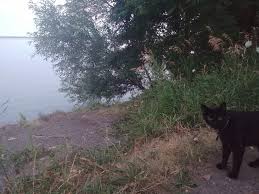 Carl frampton quigg is a ok fighter, thats all! Totoro Is A Dog Trapped In A Cat S Body He Follows Me Everywhere Picture Taken Not Far From Home Aww
