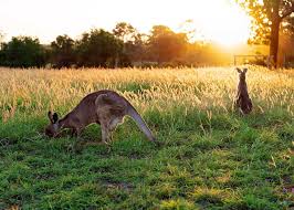 Questions may occur to mind inquiring what kangaroos eat! What Do Kangaroos Eat All Species Likes Plants Meat Storyteller Travel
