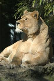 Entrance to the zoo of la flèche for 1 or 2 days whole, depending on ticket option chosen. Le Parc Zoologique