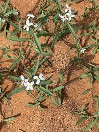 Image result for Erucastrum arabicum