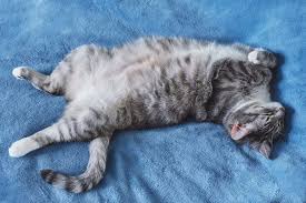 This does not necessarily mean discomfort to cats as we are usually not. Cat Sleeping Position Meanings What Does Belly Up Or Curled Up Mean