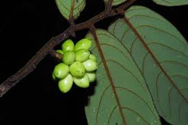 Image result for Annickia lebrunii