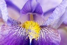 Stockerwill Com Violet Iris Flower Close Up Flower Close Up Iris Flowers Flowers