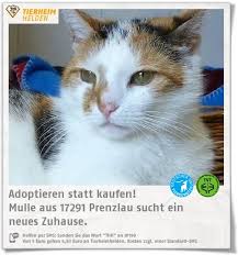 Beide sind zutraulich, aufgeweckt und liebe junge katzen. Tierheim Hamburg Katzen Abgeben
