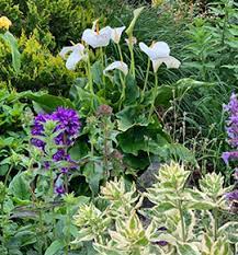 We did not find results for: Johnstown Garden Centre Shop Online Or Buy In Store