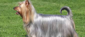 Connecting pet lovers with responsible dog breeders nationwide. Silky Terrier Puppies For Sale Greenfield Puppies