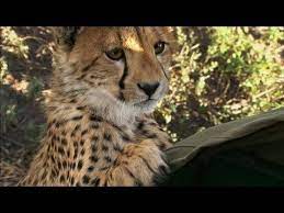Pin By Smithsonian Channel On Amazing Animals Cheetah Pictures Cheetah Cubs Pet Birds