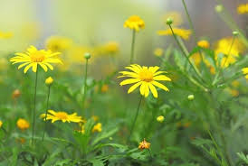 Us wildflower's database of wildflowers for indiana click on thumbnail for larger version of image, scientific name for detail page. 13 Different Flowers That Almost Look Like Sunflowers With Pictures Conserve Energy Future