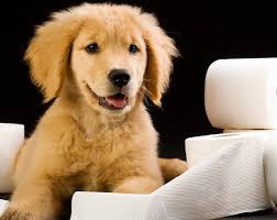 Golden Retriever Lar Icin Bakimda Onemli Noktalar