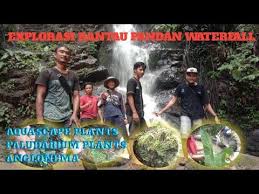 Hunting Tanaman Aquascape Paludarium Anglonema Air Terjun Rantau Pandan Youtube Di 2020 Air Terjun Tanaman Air