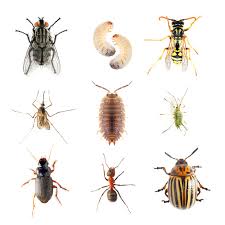 Insekten Im Garten Nutzlinge Und Schadlinge Das Online Gartenjournal