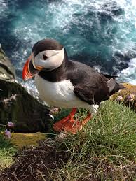 Op Ijsland Vind Je Unieke Vogelsoorten Zoals Deze Papegaaiduiker Http Www Buroscanbrit Nl Ijsland Moine