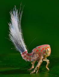 Their vivid yellow and blue markings are nature's way of. New Species Of Insect Found Living In The South American Rainforest Imgur