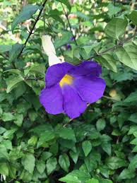 Image result for Thunbergia graminifolia