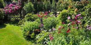 Ground Cover Plants To Try Out In Your Yard This Season Bushes And Shrubs Low Maintenance Shrubs Low Maintenance Garden