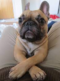 Kiwi Is Just Hanging Out French Bulldog Puppies Bulldog Bulldog Puppies