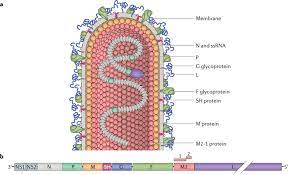 (redirected from 2020 coronavirus outbreak in japan). Respiratory Syncytial Virus Entry And How To Block It Nature Reviews Microbiology