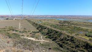 Image result for Indigastrum costatum