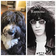 Are they the same dogs? Özlem Dinçsoy Kay Thomas what do you think every  one ?