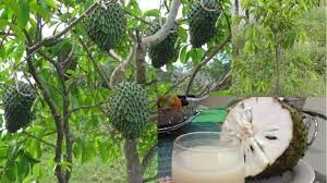 Maybe you would like to learn more about one of these? Inilah Khasiat Daun Durian Belanda Sangat Baik Untuk Yang Ada Sakit Kencing Manis Kartel Dakwah