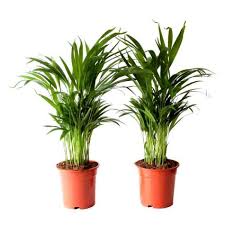 Beautiful palm indoor plants add lush greenery and a tropical feeling. Buy Areca Palm Plant Online At Cheap Price India Plantsguru Com
