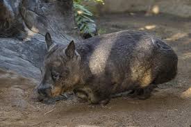 Image result for Southern hairy-nosed wombat