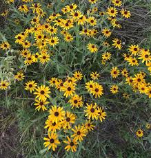 Image result for Renealmia susanneae-katziae