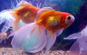 If you want to breed this fish, you must familiarize yourself with these requirements to make the process easier and favorable to you. Goldfish Reproduction What You Need To Know How To Take Care Of Goldfish