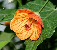 Image result for Abutilon grantii
